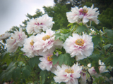 Holga Lens + Olympus E-510